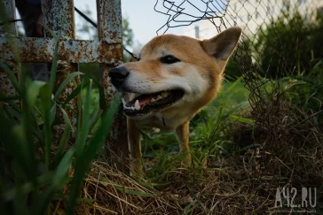 Фото: Собачья радость: тест площадок для выгула животных в Кемерове  16
