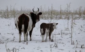 В кузбасской колонии появится родильное отделение для коров