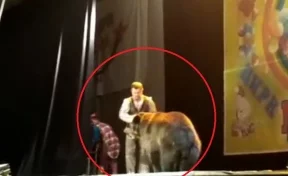 В Сыктывкаре медведь попытался разорвать дрессировщика прямо во время представления