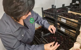 В Кузбасс привезли почти 2,5 тонны клубники и ежемалины из Кыргызстана