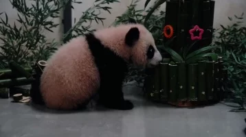 Фото: Малышка-панда из Московского зоопарка получила подарки на китайский Новый год 1