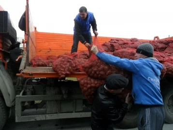 Фото: В Кузбассе почти 5 000 семей получили по 100 килограммов семенного картофеля 1