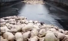 Появилось видео с кузбасской фермы, где задохнулись около 5 000 свиней