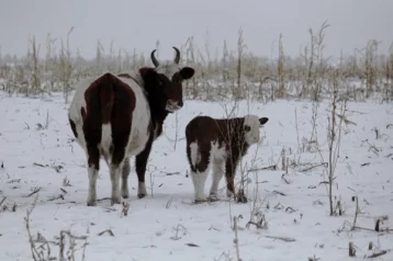 Фото: В кузбасской колонии появится родильное отделение для коров 1