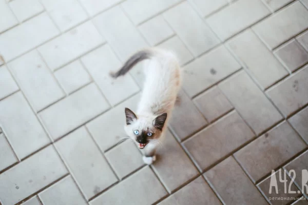 В Кузбассе два мальчика 11 лет издевались над котёнком и снимали это на видео