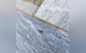 Кемеровчанин обнаружил тараканов в крупной городской поликлинике
