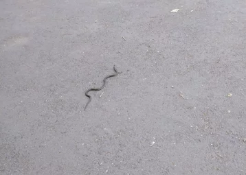 Фото: В кемеровском парке сняли на видео змею 1