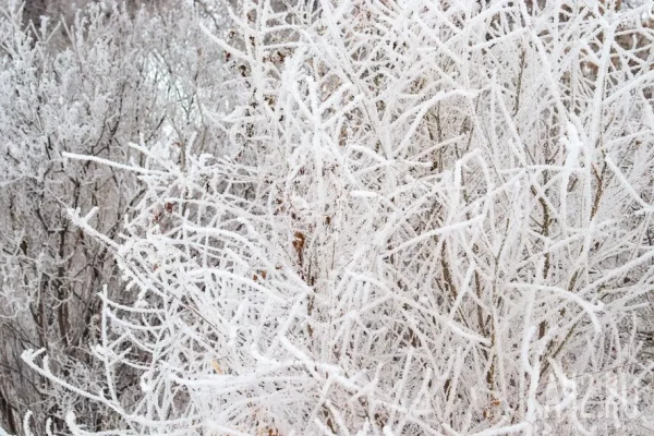 Мороз вернётся в Кузбасс 26 января