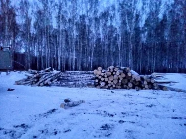Фото: В Кузбассе предприниматель незаконно вырубил деревьев на 2,2 млн рублей 2