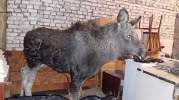Фото: В кемеровский приют для бездомных животных привезли лосёнка с простреленной ногой 1