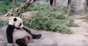 Фото: В пекинском зоопарке туристы забросали панду камнями, чтобы она начала двигаться   1