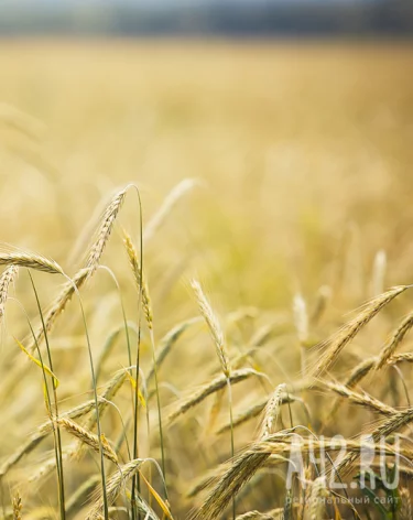 В Кузбассе 19 работников элеватора остались без зарплаты: вмешалась прокуратура