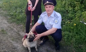В Кузбассе полицейские вернули домой мопса Мишу