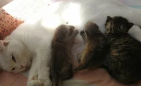 В Новосибирском зоопарке домашняя кошка выкормила маленьких енотов