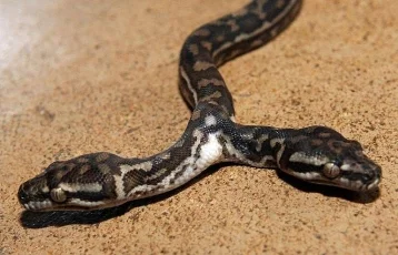 Фото: В США поймали змею с двумя головами 1