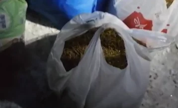 Фото: Кузбассовец собрал более 23 кг конопли и отправится под суд 1