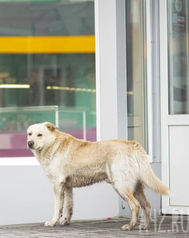 Губернатор Кузбасса потребовал разобраться с агрессивными бездомными собаками