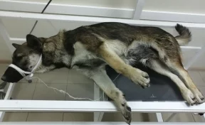 В Новокузнецке из окна пятого этажа выбросили щенка