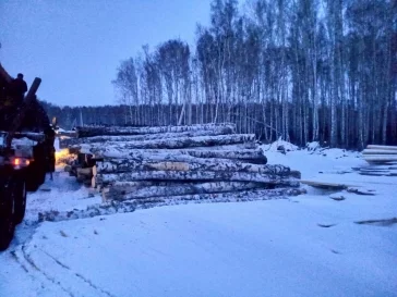 Фото: В Кузбассе предприниматель незаконно вырубил деревьев на 2,2 млн рублей 3