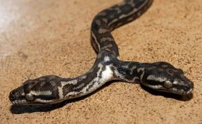 В США поймали змею с двумя головами