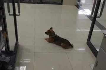 Фото: Преданный пёс несколько месяцев ждал в больнице умершего от коронавируса хозяина 1