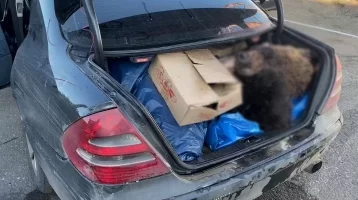 Фото: Иностранец пытался вывезти из России останки бурого медведя  1