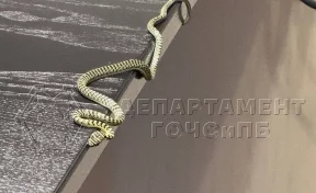 В Москве вернувшиеся из Таиланда супруги нашли в чемодане змею 