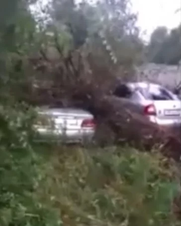 Фото: Поваленные деревья и затопленные улицы: новокузнечане делятся фото последствий непогоды 4