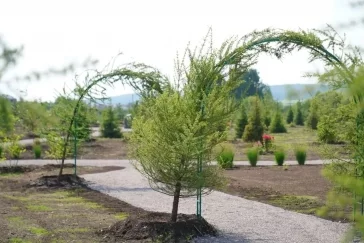 Фото: В Кузбассе на месте болота разбили новый парк с 700 деревьями и кустарниками 2