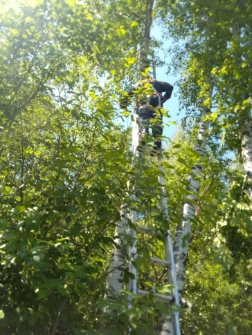 Фото: В Новокузнецке спасатели помогли кошке спуститься с дерева 2