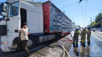 Фото: В Томске загорелась фура, перевозившая десятки коров  1
