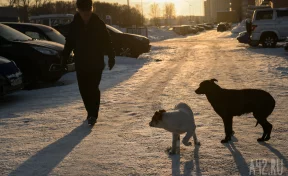 В Кузбассе СК начал проверку после нападения бездомной собаки на женщину