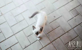 В Кузбассе два мальчика 11 лет издевались над котёнком и снимали это на видео
