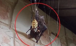 На видео попала расправа гигантского паука над летучей мышью