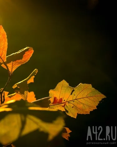 Фото: A42.RU