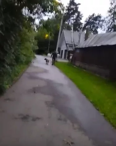 В Москве мужчина полгода натравливал собак на соседей по посёлку