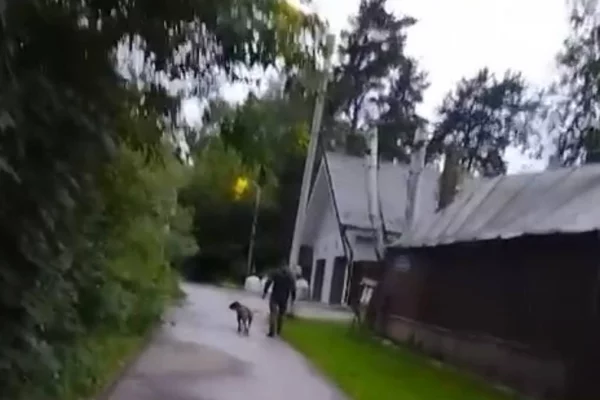 В Москве мужчина полгода натравливал собак на соседей по посёлку