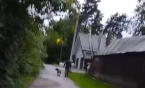 В Москве мужчина полгода натравливал собак на соседей по посёлку