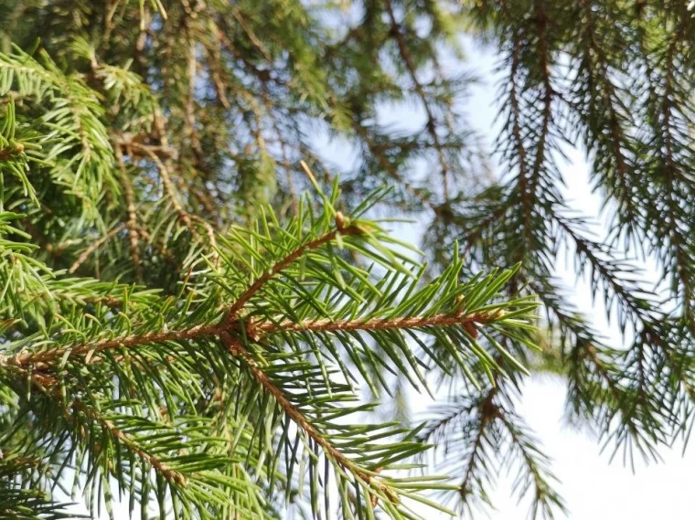 В новом жилом квартале можно ежедневно наслаждаться чистым воздухом соснового бора