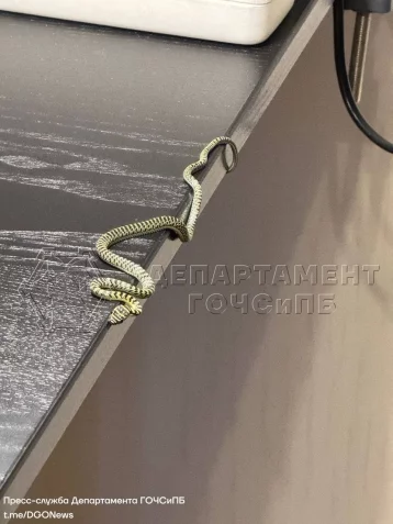 Фото: В Москве вернувшиеся из Таиланда супруги нашли в чемодане змею  1