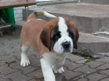Фото: В Кемерове «курьер» похитил щенка сенбернара 1