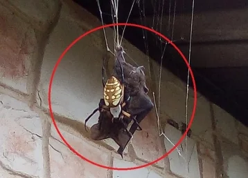 Фото: На видео попала расправа гигантского паука над летучей мышью 1