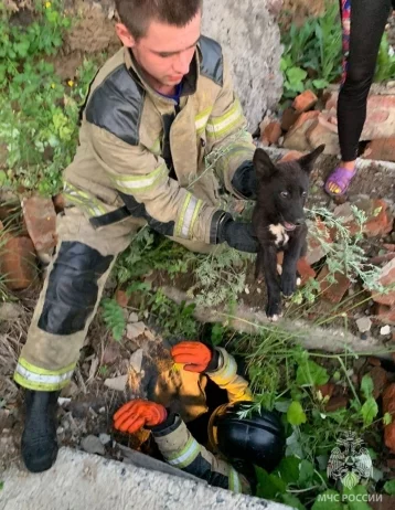 Фото: В Осинниках сотрудники МЧС спасли щенка из погреба заброшенного гаража 1