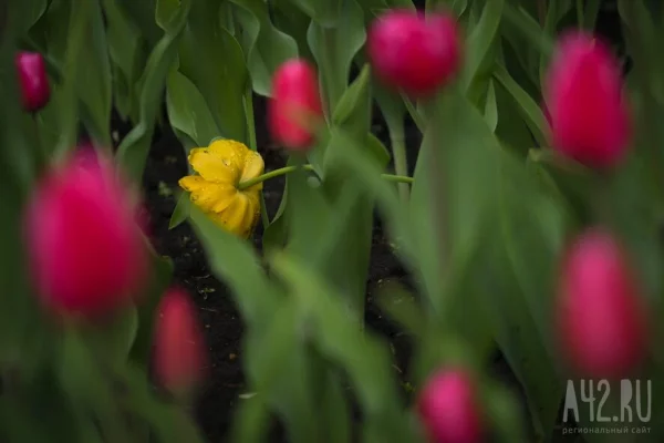 Россиянам рассказали, почему рабочий день 6 марта не будет сокращённым