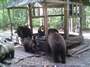 Фото: В Марий Эл в объектив фотоловушки попала медведица с шестью детёнышами  1