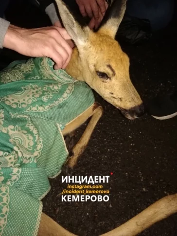 Фото: Жители Кемерова спасли раненую косулю от бродячих собак 1