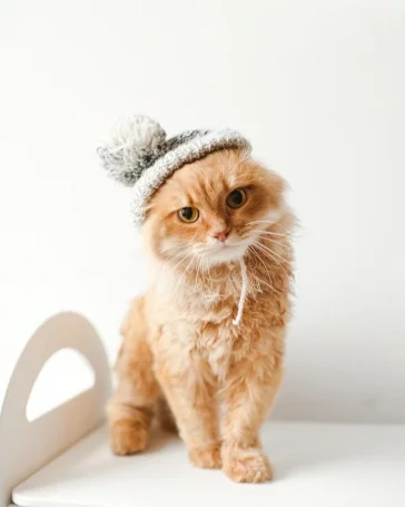 Фото: Возьми кота домой: как без вложений сделать успешный аккаунт в Instagram и пристраивать бездомных животных 7