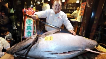 Фото: На аукционе в Токио тунца продали за рекордные три миллиона долларов 1