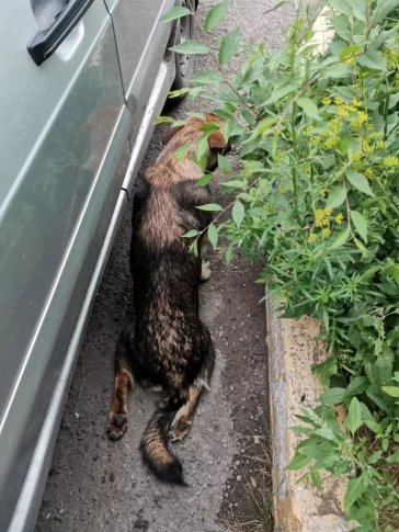 Фото: В Новокузнецке из окна пятого этажа выбросили щенка 2