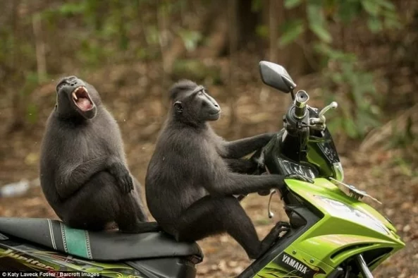 Фото: Опубликованы потрясающие работы с конкурса самых смешных снимков диких животных 10